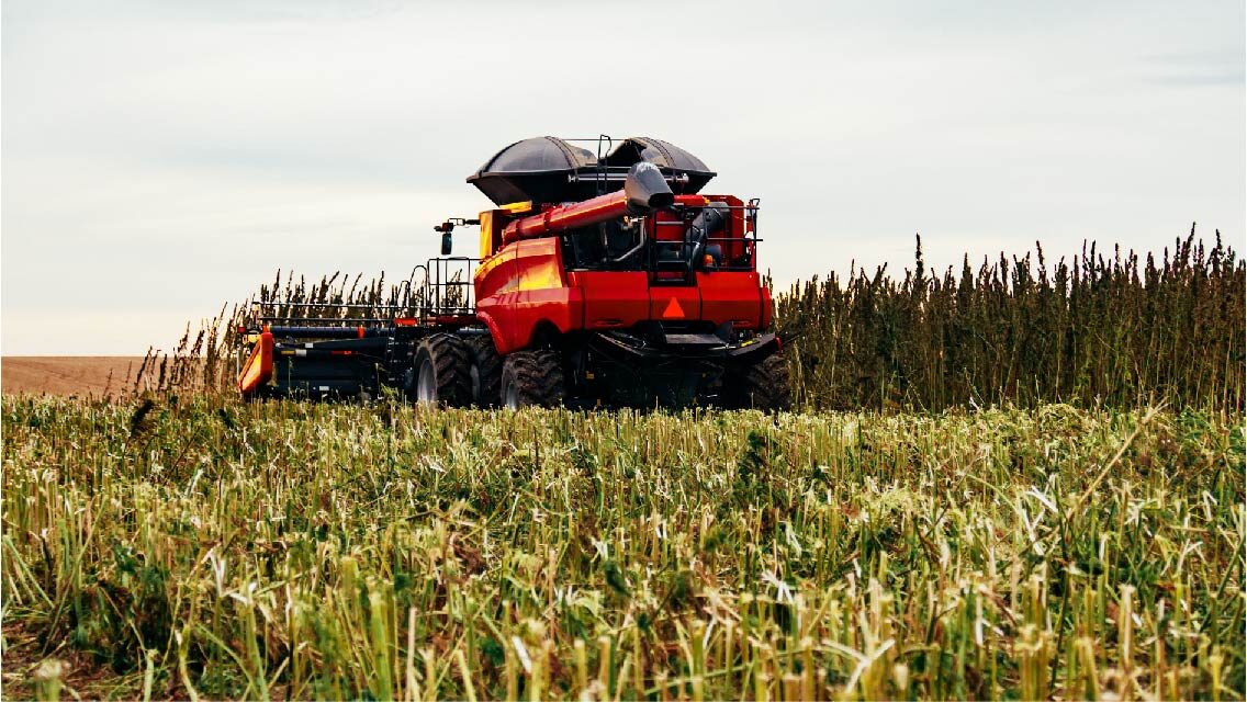 hemp-webpage-AdobeStock_124404465
