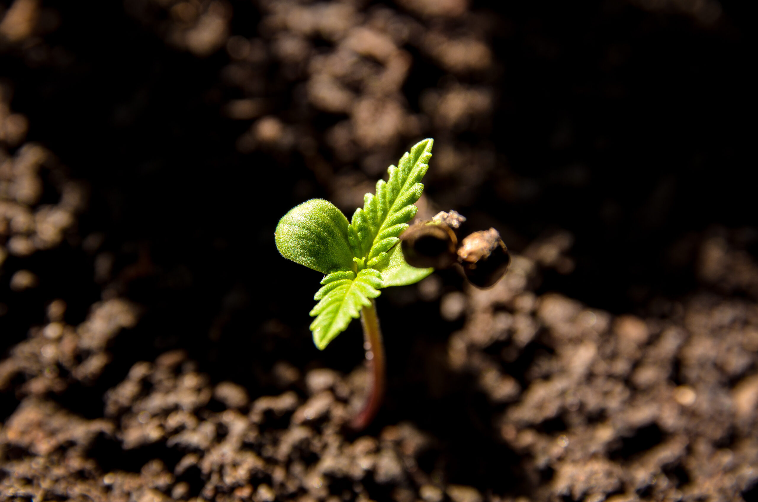 Primeira semana de uma planta de Cannabis, Maconha.